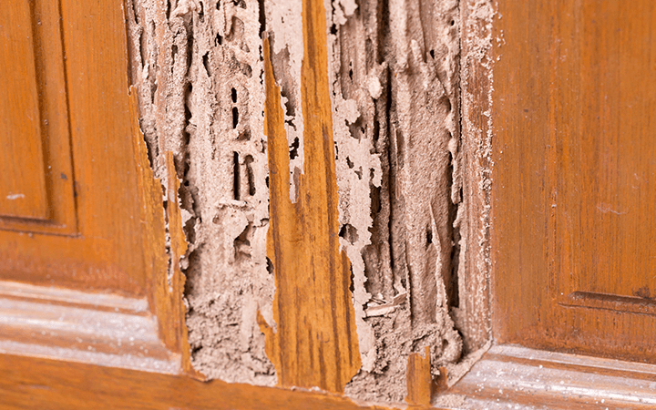 Tips to Avoid Termites