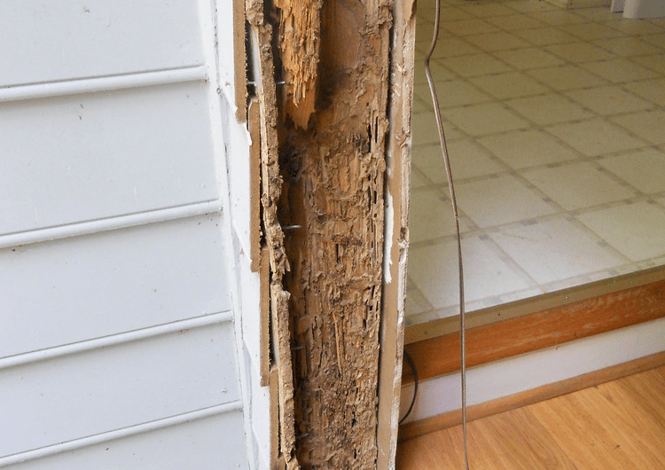 Tips to Avoid Termites