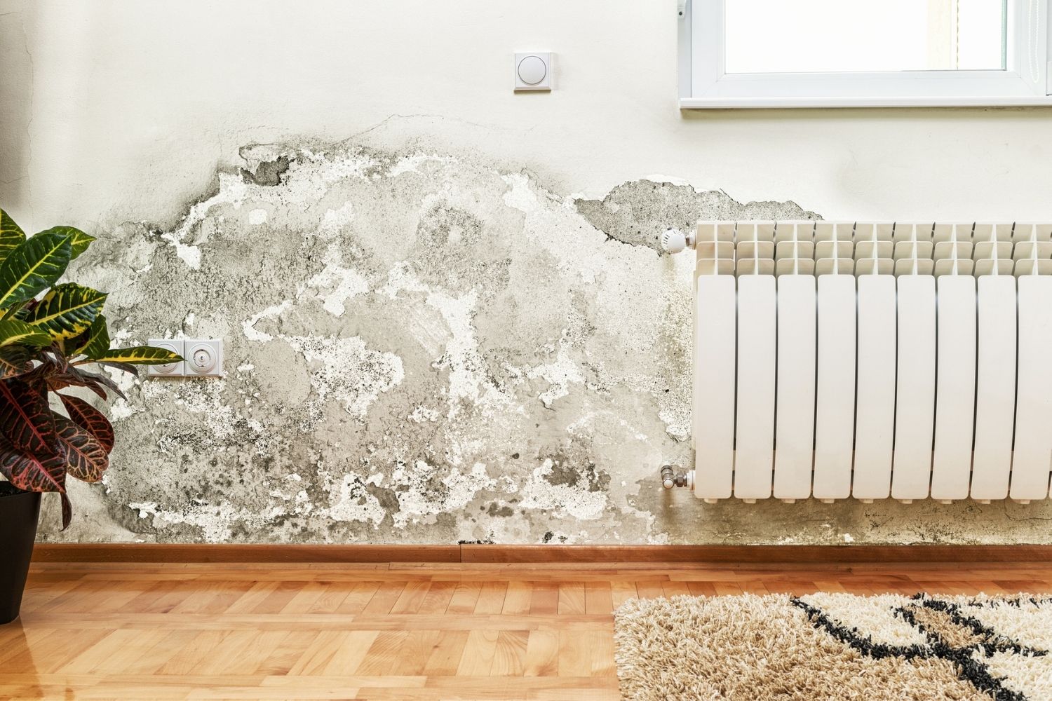 Tips to Prevent Walls from Mold