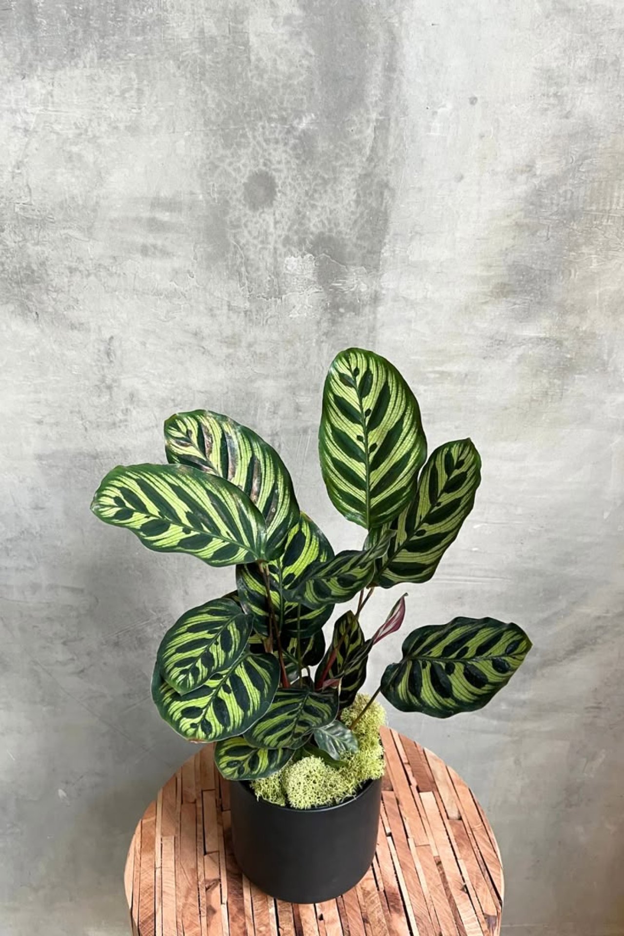 Calathea