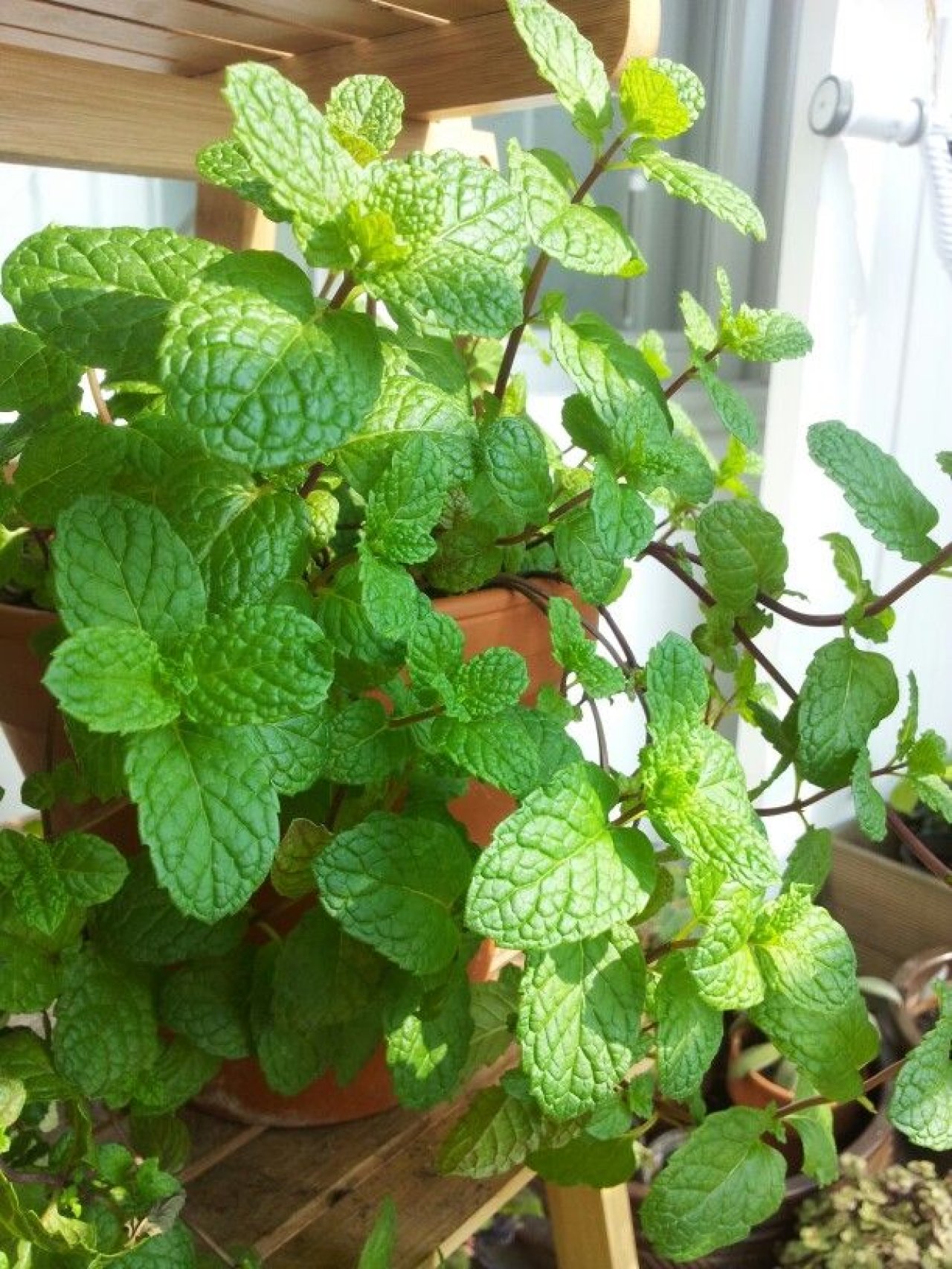 Daun Mint 
