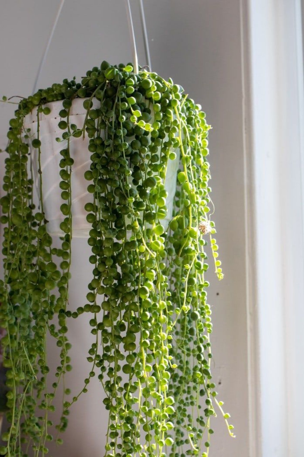 String of Pearls 