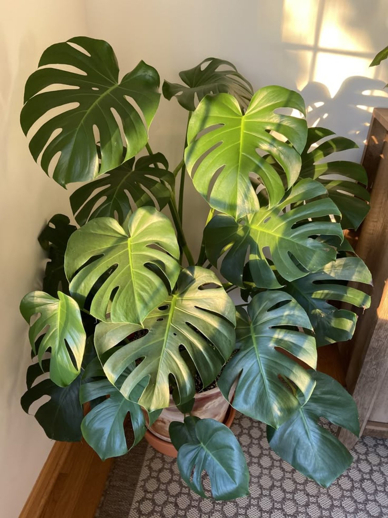 Monstera